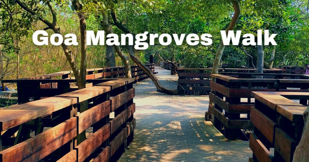 Mangroves Board Walk